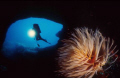Spirographis spallanzani  AND A DIVER IN THE CAVE
- Nikonos + 15 mm + Ikelite strobe 